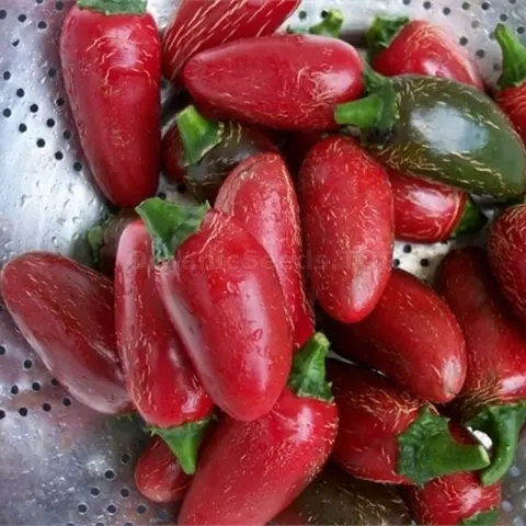 Chichimeca Jalapeno | Types of Jalapenos