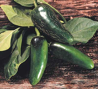 Mucho Nacho Jalapeno| Types of Jalapenos