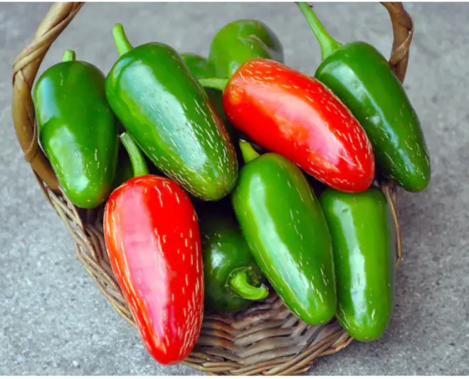 The Traveller Jalapeno|  Types of Jalapenos