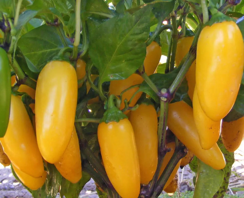 Lemon Spice Jalapeno | Types of Jalapenos