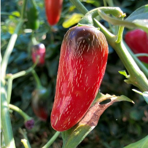 Billy Biker Jalapeno | Types of Jalapenos
