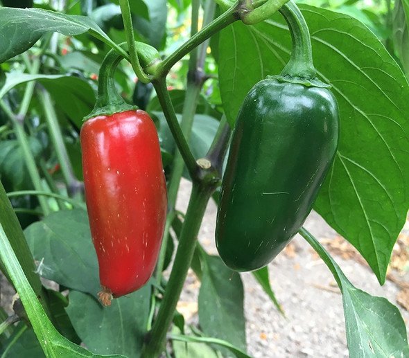 Emerald Fire Jalapeno | Types of Jalapenos