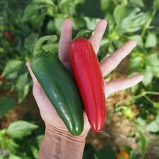 Jedi Jalapenos|  Types of Jalapenos