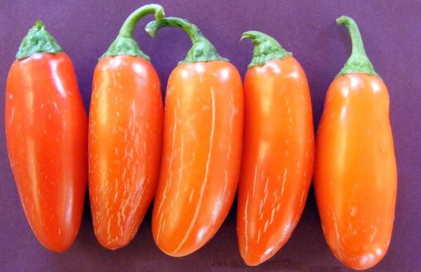 Pumpkin Spice Jalapenos |  Types of Jalapenos
