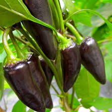 Purple Jalapenos | Types of Jalapenos