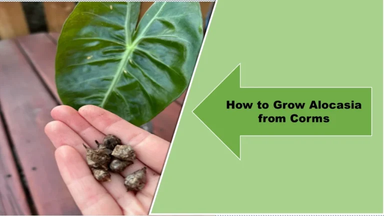 How to Grow Alocasia from Corms