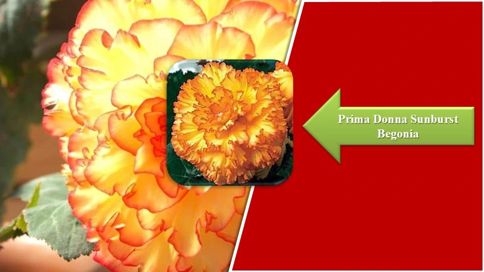 Types of Begonias