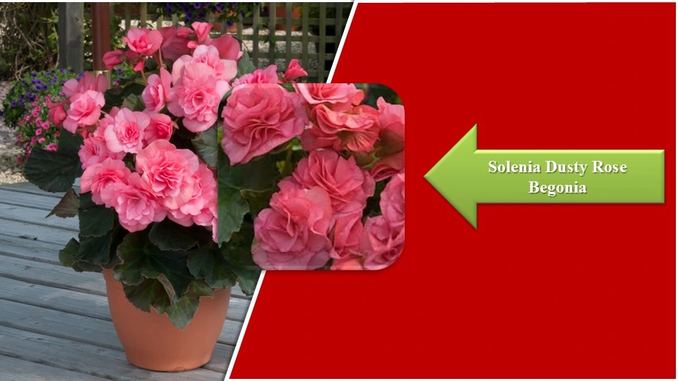 Types of Begonias