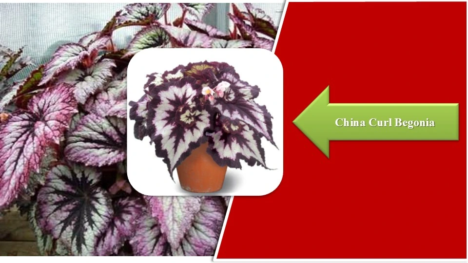 Types of Begonias