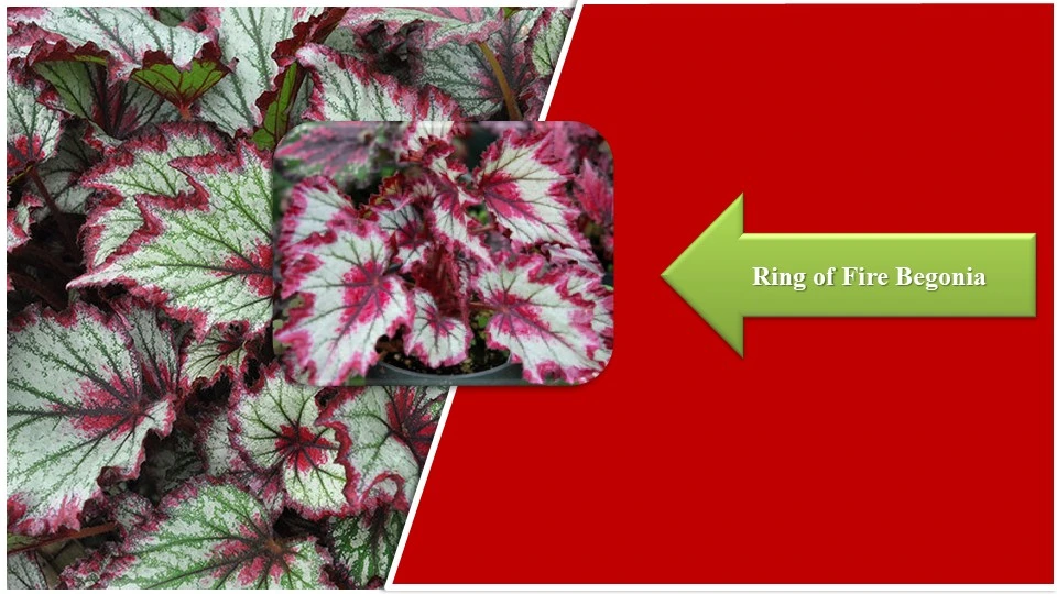 Types of Begonias