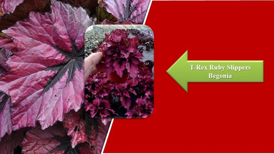 Types of Begonias