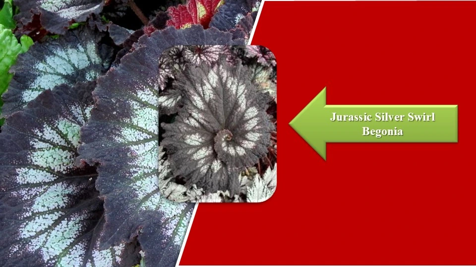 Types of Begonias