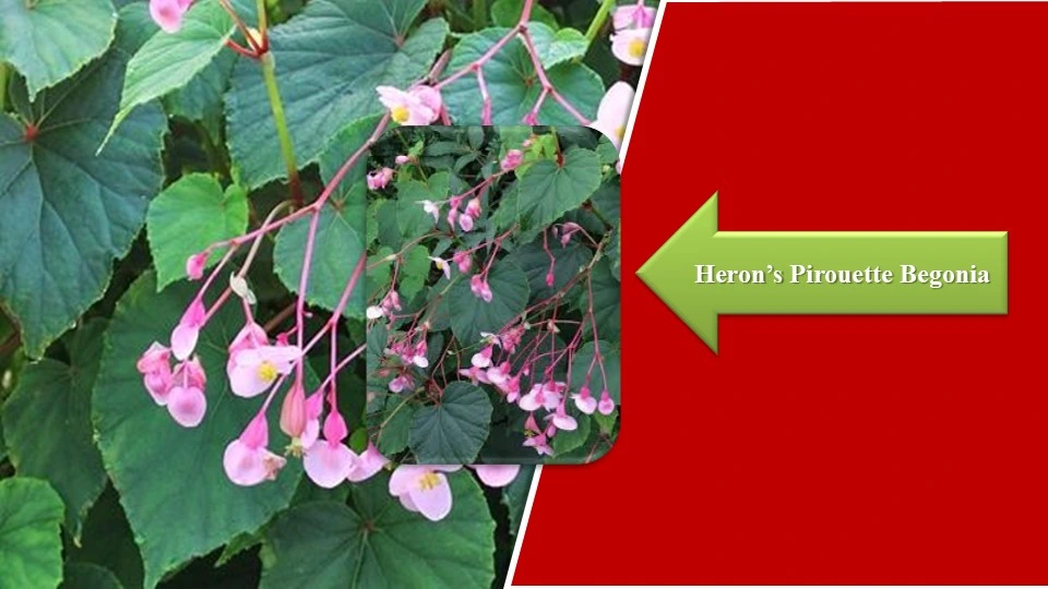 Types of Begonias