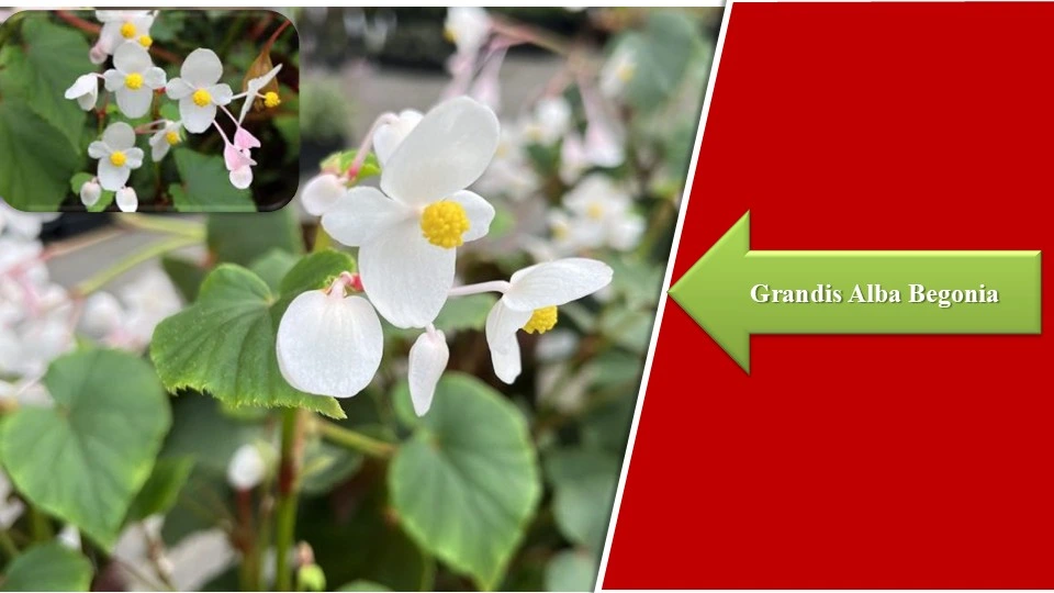 Types of Begonias