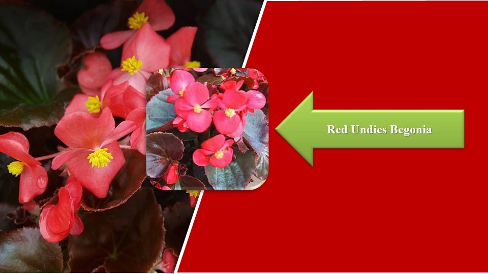 Types of Begonias