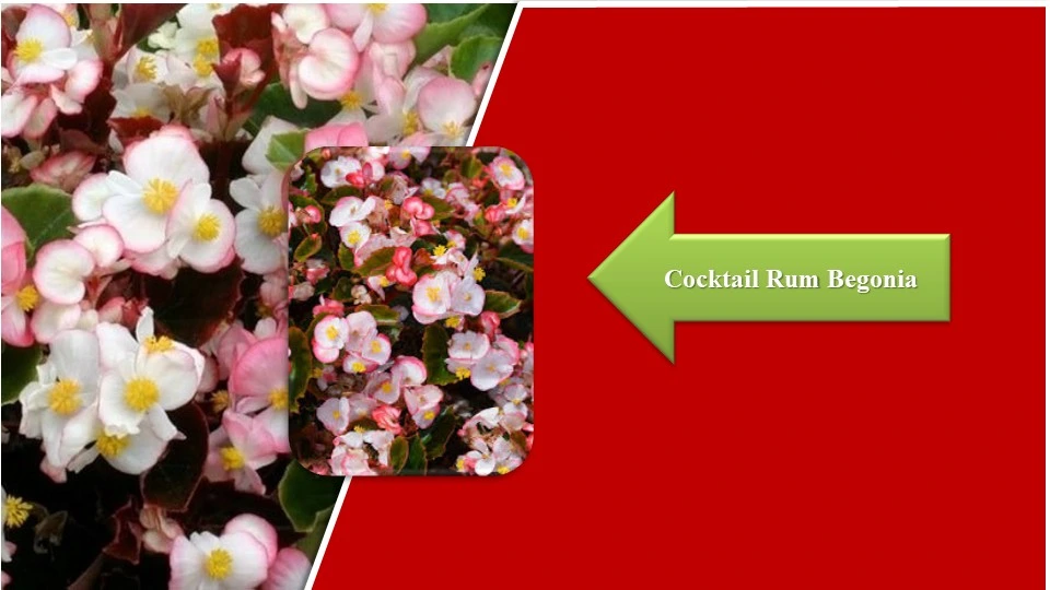Types of Begonias