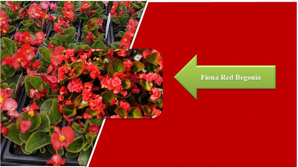 Types of Begonias