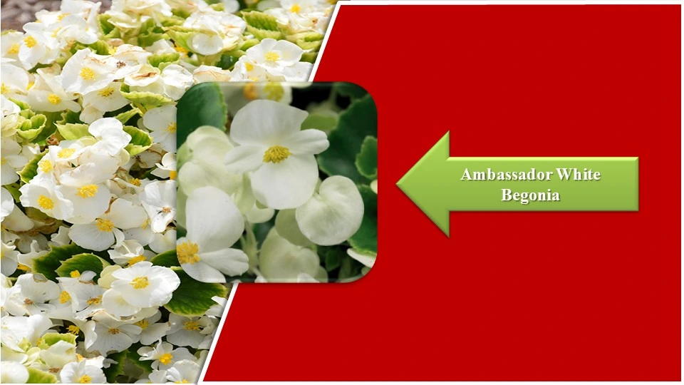 Types of Begonias