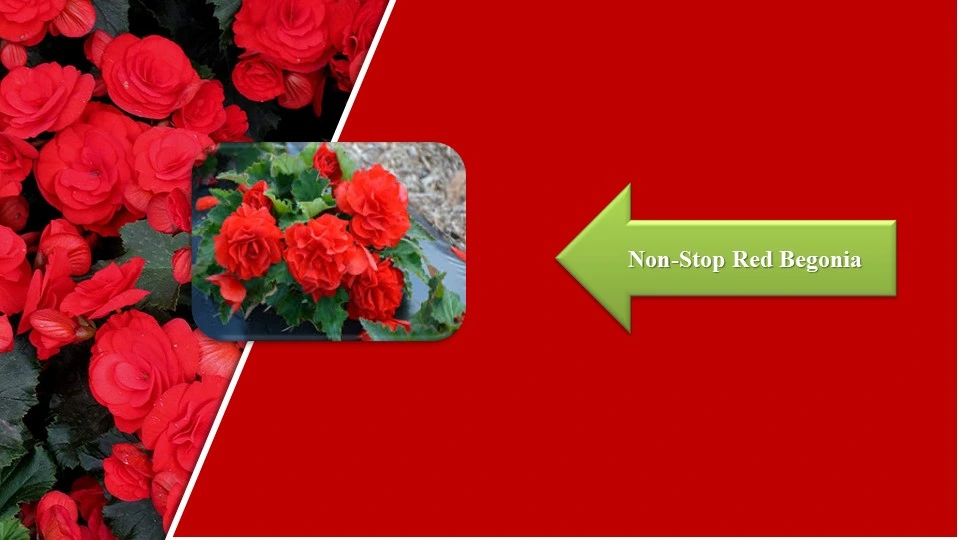 Types of Begonias