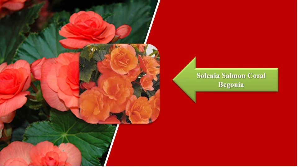 Types of Begonias