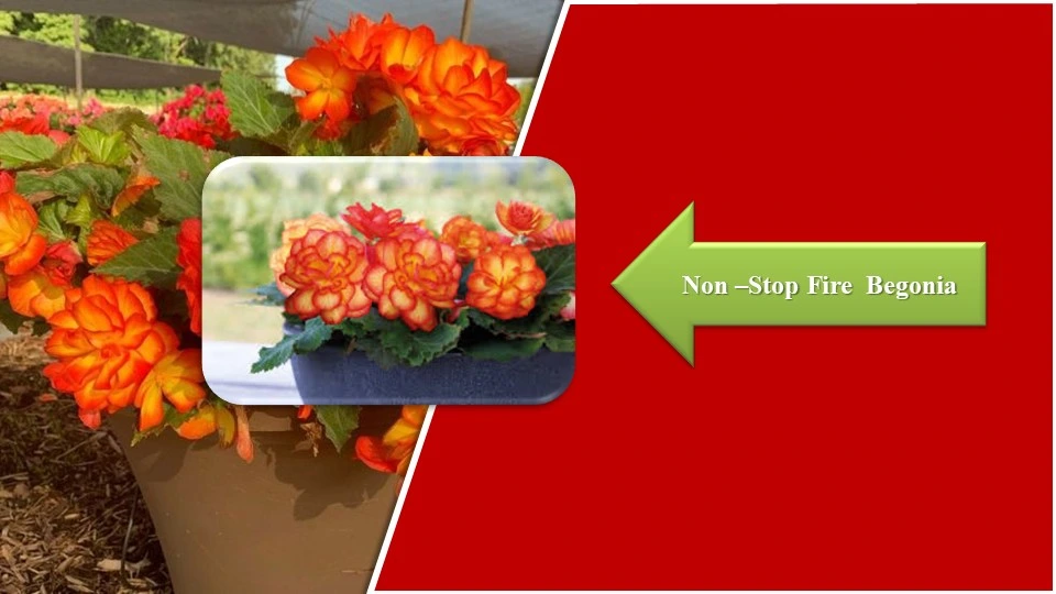 Types of Begonias