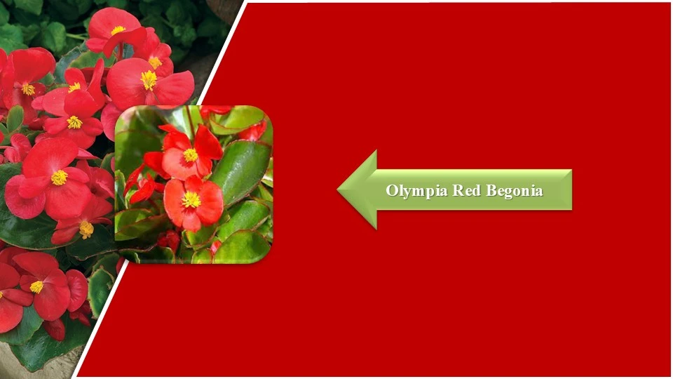 Types of Begonias