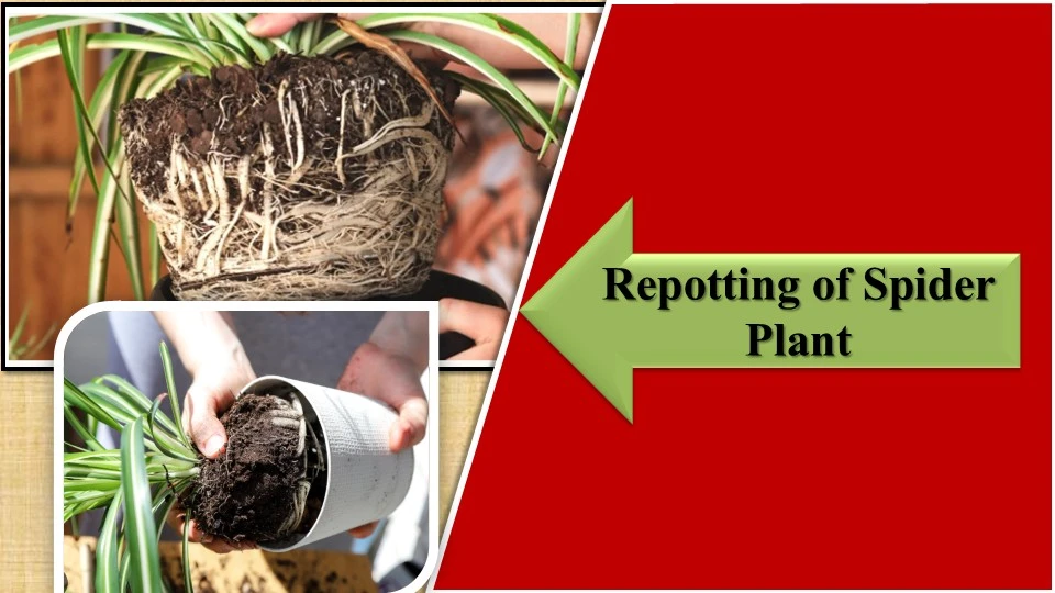 Repotting | How to make spider plant bushier