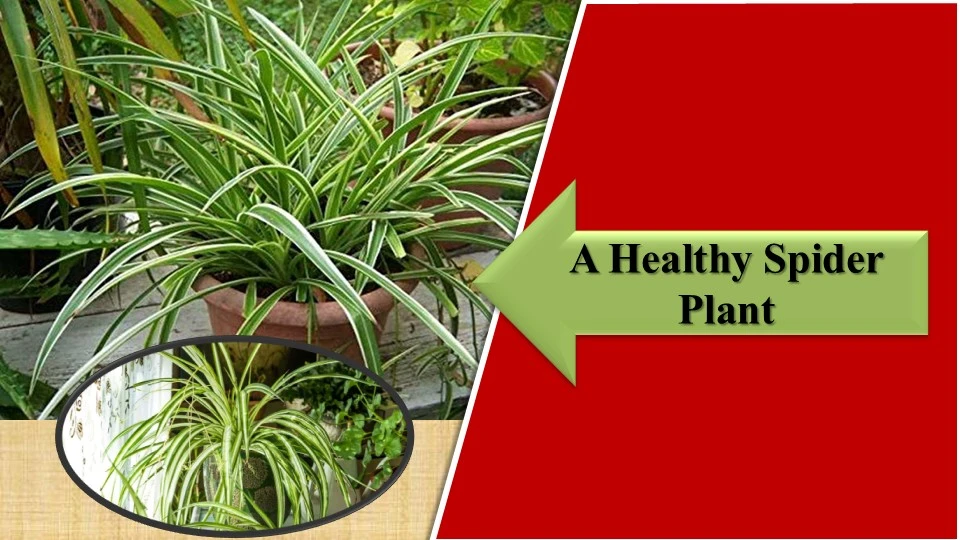 A Healthy Growth | Bushier spider plant