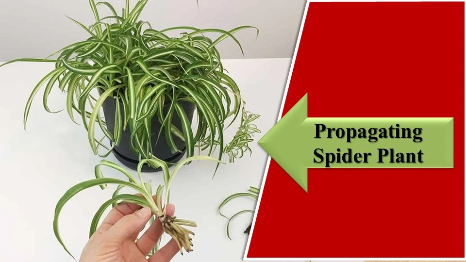 Propagation | How to make spider plant bushier
