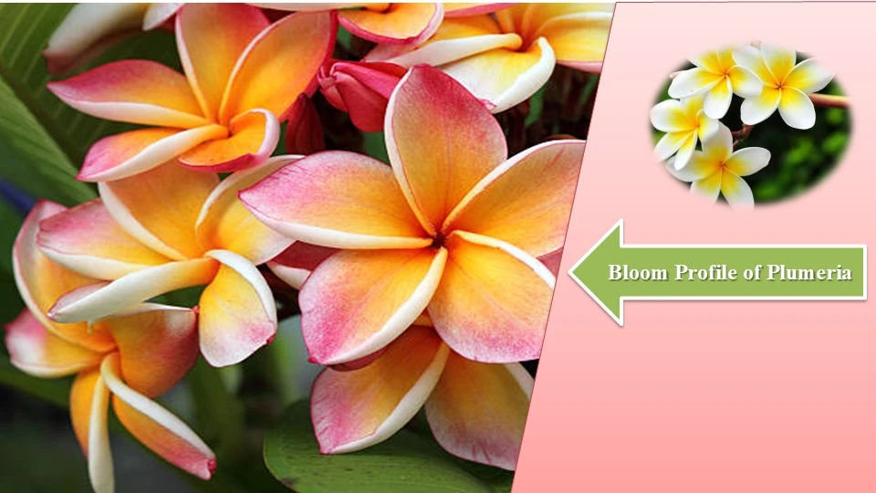 Care of Plumeria in winter