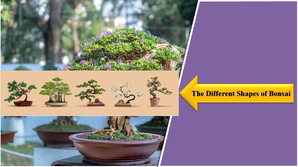 The Different Shaped of Bonsai | How to Make a Wire Bonsai Tree