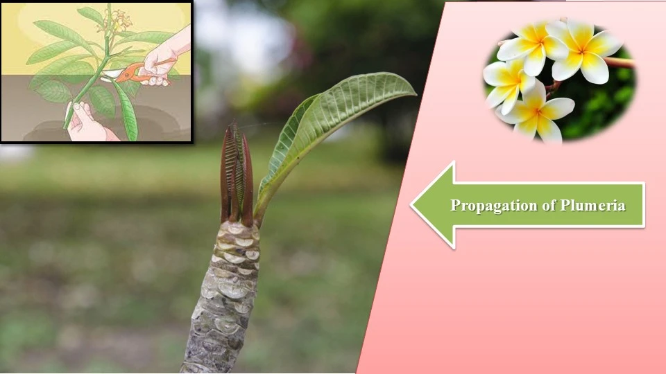 Propagation | Care of Plumeria in Winter