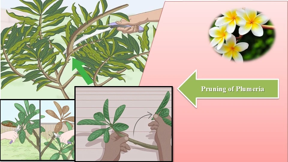 Pruning | Care of Plumeria in Winter