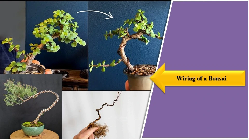 How to Wire a Bonsai Tree