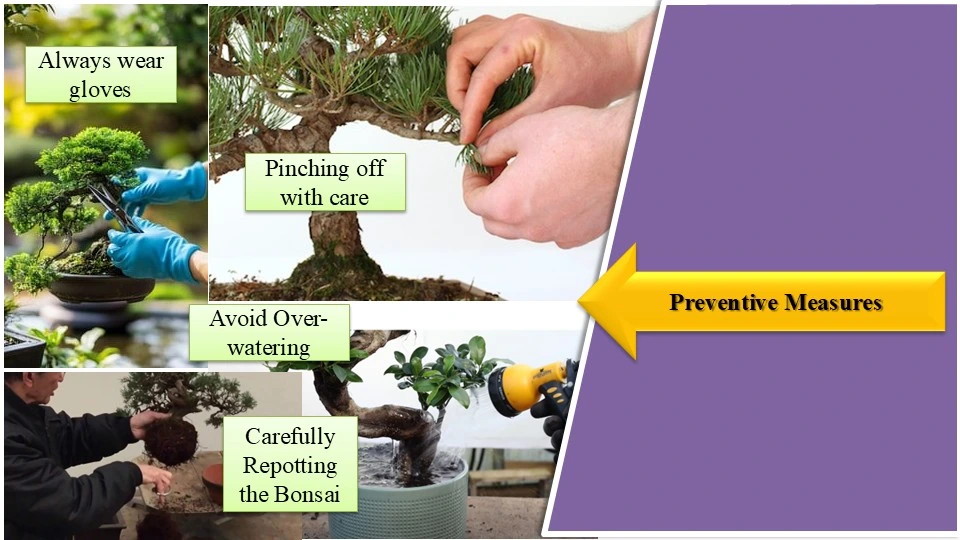 Preventive Steps in Bonsai Crafting | How to Make a Wire Bonsai Tree