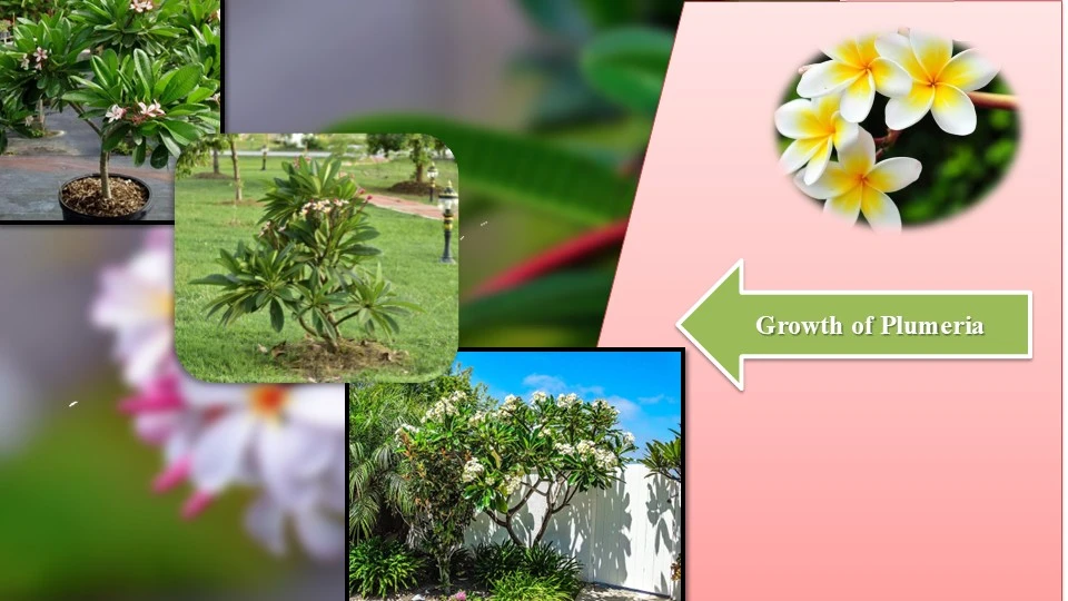 Care of Plumeria in Winter