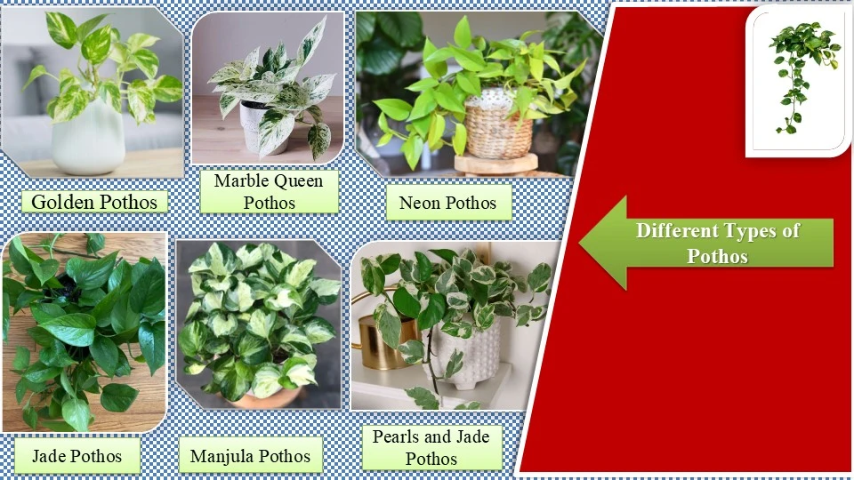 Different types of pothos | How to propagate pothos in water