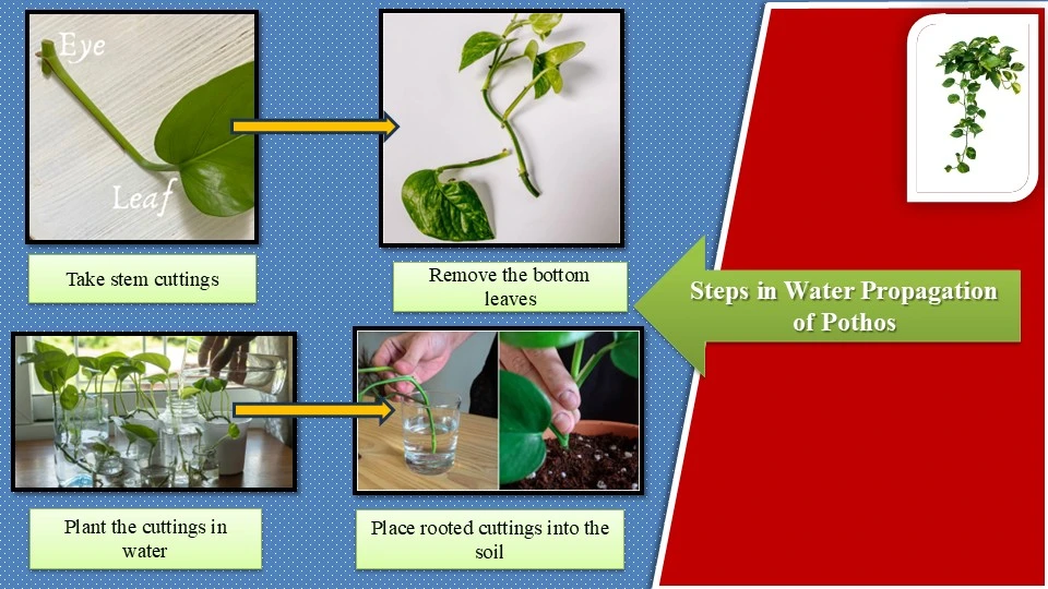 Water propagation of pothos | How to propagate pothos in water