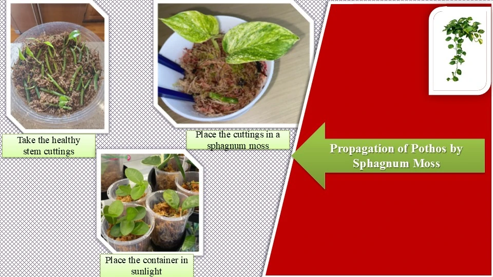 Pothos Propagation by Sphagnum Moss