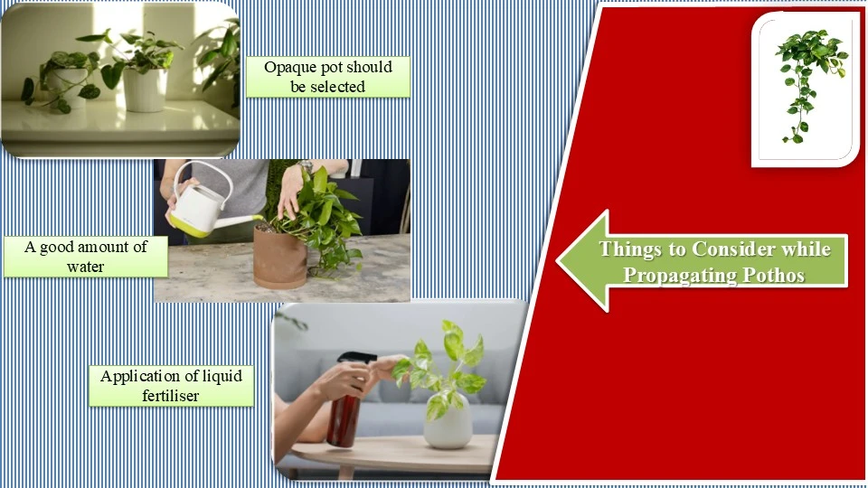 Points to Ponder while Propagating Pothos