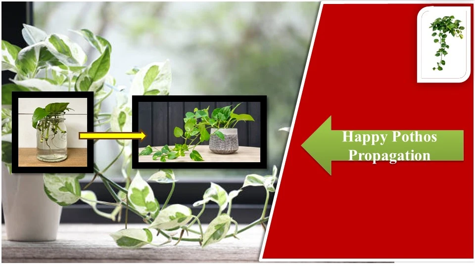 Happy Pothos Propagation | How to Propagate Pothos in Water