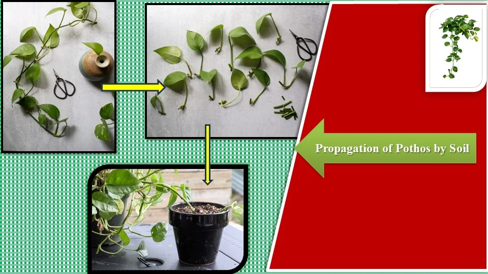 Pothos Propagation by Soil