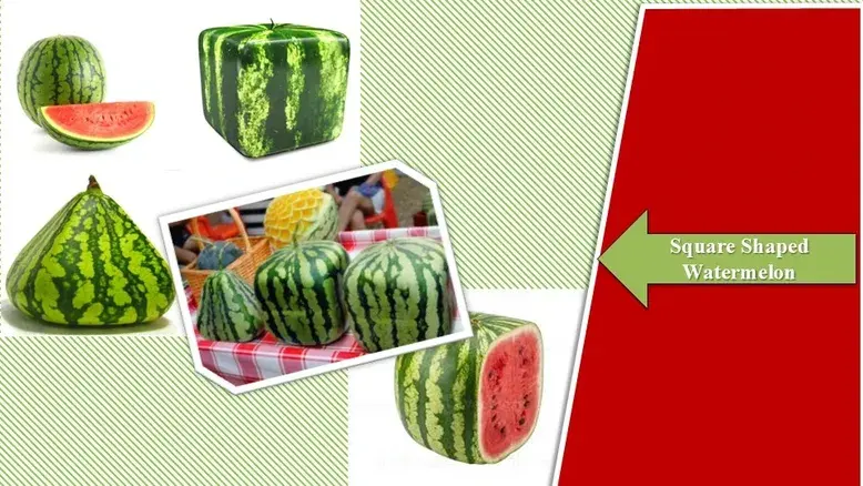 Square Shaped Watermelon