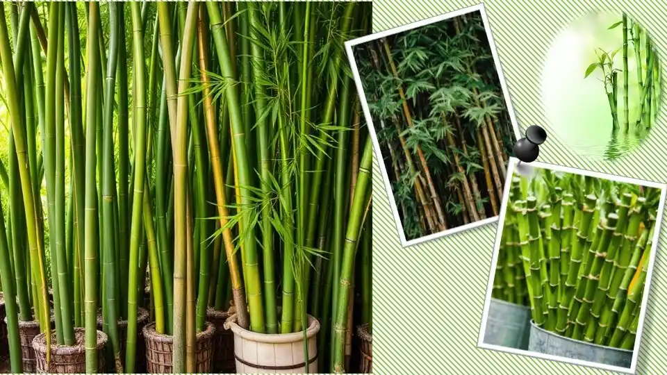 Types of Bamboo Plants