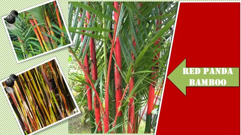 Red Panda Bamboo | Types of Bamboo Plants