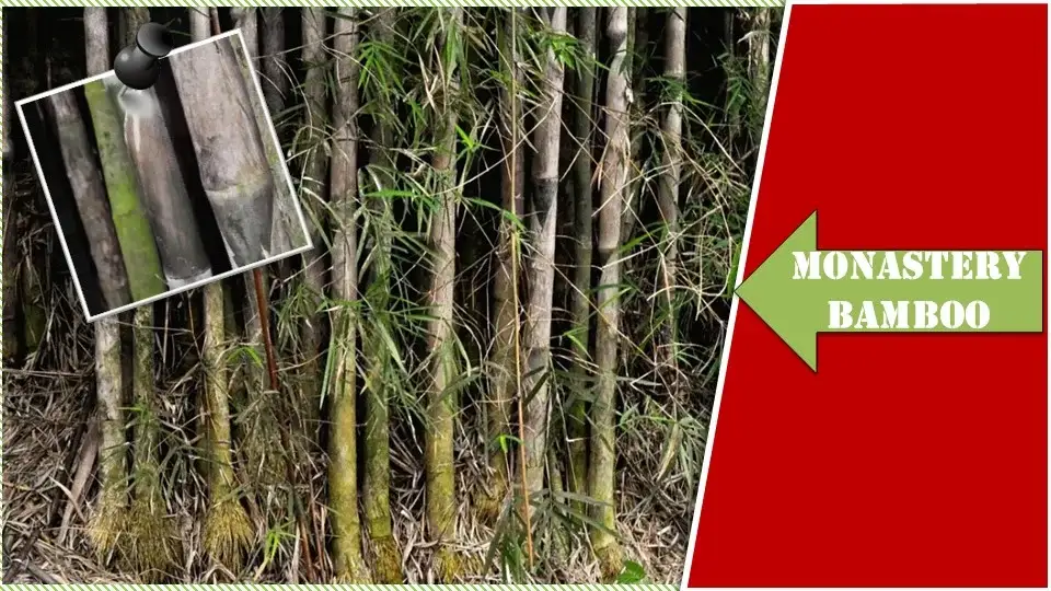 Monastery Bamboo | Types of Bamboo Plants