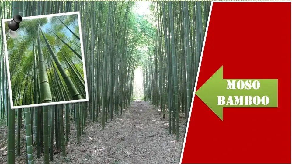 Moso Bamboo Plant | Types of Bamboo Plants