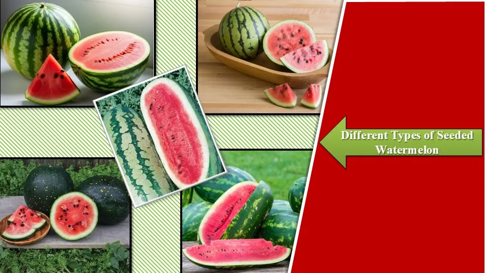 Seeded Watermelon | Different Types of Watermelon