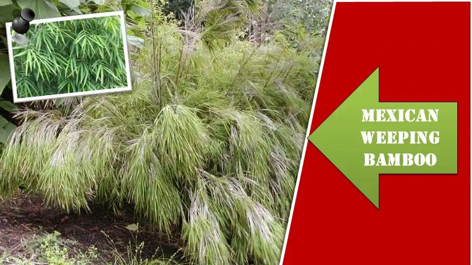 Mexican Weeping Bamboo | Types of Bamboo Planta