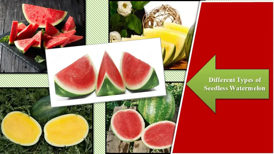 Seedless Watermelon Types